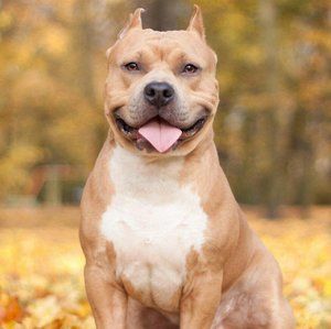 Meet your Posher, Jobully